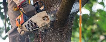 Best Tree and Shrub Care  in Palouse, WA