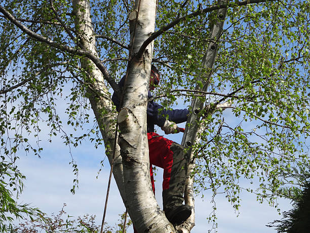 Best Tree Preservation Services  in Palouse, WA