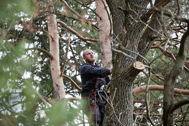 Best Pest Control for Lawns  in Palouse, WA