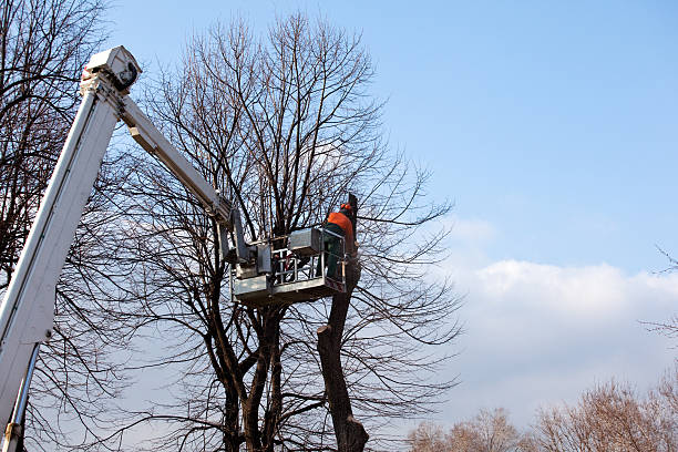 Best Firewood Processing and Delivery  in Palouse, WA