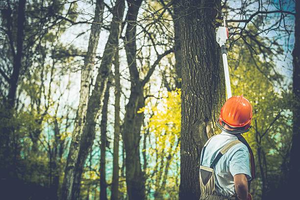 Reliable Palouse, WA Tree Care Solutions